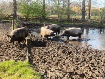 202303 varkens2